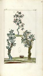 Planche VIII. Decad. 5. Cent. 2 - Herbier ou collection des plantes médicinales de la Chine d'après  [...]