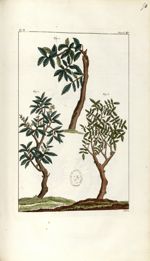 Planche X. Decad. 5. Cent. 2 - Herbier ou collection des plantes médicinales de la Chine d'après un  [...]