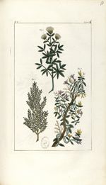 Planche I. Decad. 6 - Herbier ou collection des plantes médicinales de la Chine d'après un manuscrit [...]