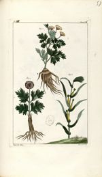 Planche VII. Decad. 6 - Herbier ou collection des plantes médicinales de la Chine d'après un manuscr [...]