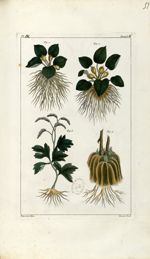 Planche IX. Decad. 6 - Herbier ou collection des plantes médicinales de la Chine d'après un manuscri [...]
