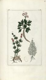 Planche II. Decad. 7 - Herbier ou collection des plantes médicinales de la Chine d'après un manuscri [...]