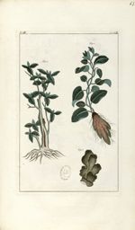 Planche III. Decad. 7 - Herbier ou collection des plantes médicinales de la Chine d'après un manuscr [...]