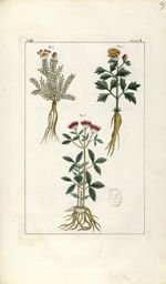 Planche V. Decad. 7 - Herbier ou collection des plantes médicinales de la Chine d'après un manuscrit [...]