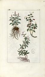 Planche VIII. Decad. 7 - Herbier ou collection des plantes médicinales de la Chine d'après un manusc [...]
