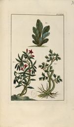 Planche LXXIII - Herbier ou collection des plantes médicinales de la Chine d'après un manuscrit pein [...]