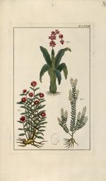 Planche LXXIV - Herbier ou collection des plantes médicinales de la Chine d'après un manuscrit peint [...]