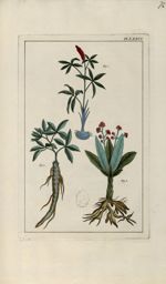 Planche LXXVI - Herbier ou collection des plantes médicinales de la Chine d'après un manuscrit peint [...]