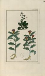 Planche LXXVIII - Herbier ou collection des plantes médicinales de la Chine d'après un manuscrit pei [...]