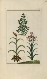 Planche LXXX - Herbier ou collection des plantes médicinales de la Chine d'après un manuscrit peint  [...]