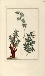 Planche LXXXII - Herbier ou collection des plantes médicinales de la Chine d'après un manuscrit pein [...]