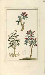 Planche LXXXIII - Herbier ou collection des plantes médicinales de la Chine d'après un manuscrit pei [...]