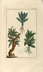 Planche LXXXVII - Herbier ou collection des plantes médicinales de la Chine d'après un manuscrit pei [...]