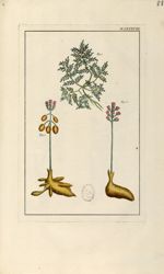 Planche LXXXVIII - Herbier ou collection des plantes médicinales de la Chine d'après un manuscrit pe [...]