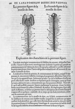 La premiere figure de la moelle du dors / La seconde figure de la moelle du dors - La dissection des [...]