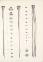 Structure de la moëlle épinière - Traité complet de l'anatomie de l'homme, par les Drs Bourgery et C [...]