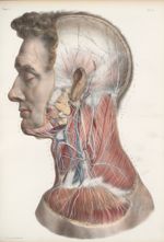 Planche 46 - Plexus cervical superficiel - Traité complet de l'anatomie de l'homme, par les Drs Bour [...]