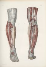 Planche 69 - Nerfs musculaires de la jambe - Traité complet de l'anatomie de l'homme, par les Drs Bo [...]