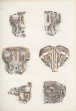 Planche 76 - Nerfs de l'oeil - Traité complet de l'anatomie de l'homme, par les Drs Bourgery et Clau [...]