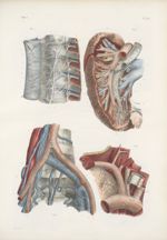 Planche 96 - Nerfs des tuniques des vaisseaux et des enveloppes musculaires (D'après les dessins ori [...]