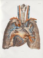 Planche 7 bis - Nerfs des poumons et du coeur - Traité complet de l'anatomie de l'homme, par les Drs [...]