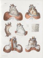 Planche 9 - Études du péricarde dans ses rapports avec le coeur - Traité complet de l'anatomie de l' [...]