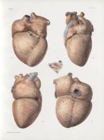 Planche 10 - Texture du coeur - Couche superficielle - Traité complet de l'anatomie de l'homme, par  [...]