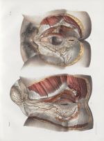 Planche 25 - Artères du périnée dans les deux sexes - Traité complet de l'anatomie de l'homme, par l [...]