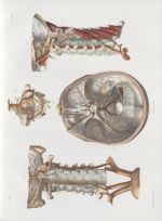 Planche 30 - Artères vertébrale et carotide interne - Traité complet de l'anatomie de l'homme, par l [...]