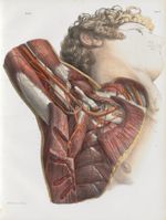 Planche 32 - Artères de l'aisselle - Traité complet de l'anatomie de l'homme, par les Drs Bourgery e [...]