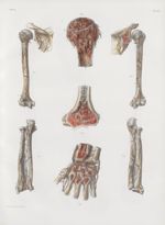 Planche 52 - Vaisseaux et réservoirs sanguins des os - Traité complet de l'anatomie de l'homme, par  [...]