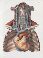 Planche 68 - Coeur. Gros vaisseaux et vaisseaux du cou - Traité complet de l'anatomie de l'homme, pa [...]