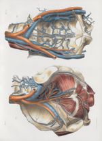 Planche 70 - Veines du bassin dans leurs rapports avec les artères - Traité complet de l'anatomie de [...]