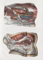 Planche 71 - Artères et veines de l'aine et du périnée - Traité complet de l'anatomie de l'homme, pa [...]