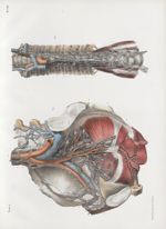 Planche 88 - Ganglions et vaisseaux lymphatiques du bassin - Canal thoracique - Traité complet de l' [...]