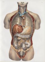 Planche 4 - Ensemble des viscères digestifs - Plan antérieur. - Deuxième couche - Traité complet de  [...]