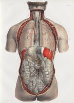 Planche 8 - Ensemble des viscères des cavités thoracique et abdominale - Plan postérieur - Traité co [...]