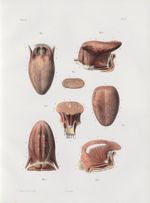 Planche 15 - Muscles de la langue (Adulte grandeur naturelle) - Traité complet de l'anatomie de l'ho [...]