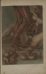 Planche VI. [Ecorché d'une femme en fin de grossesse : bas du corps (muscles) / Femme accouchant (an [...]