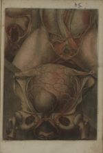 Pl. IX. [Opération de coupe de la symphise (symphyse) pour faciliter un accouchement] - Anatomie des [...]