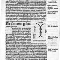 0103 - Page sans numérotation - De pectore et partibus eius caput XXXIX