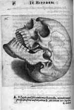 Petri Paaw Amsteldamensis Succenturiatus Anatomicus. continens Commentaria in Hippocratem, de Capiti [...]