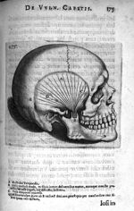 A. Musculus temporalis B. Dicti musculi tendo ex fibris in eum definentibus enatus, acutoque maxilla [...]