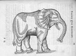 Elephant - Discours d'Ambroise Paré, conseiller premier chirurgien du roy, à scavoir , de la mumie,  [...]