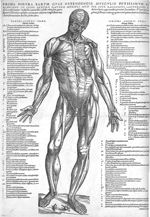 Prima figura earum quas ostendendis musculis potissimum faravimus, in ivius dextro latere musculi mo [...]