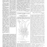 1143 - Page 1133 - Chroniques, variétés et informations. Aperçu historique de l'antisepsie et de l'asepsie. A propos d'un livre de Stewart Mc Kay sur la vie et l'oeuvre de Lawson Tait / Les remèdes des champs et des bois / La lavande (Lavandula spica L. et Lavandula vera D. C)