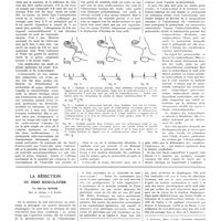 0303 - Page 299 - Travaux originaux. La théorie vestibulaire du mécanisme cardiaque. Par E. Géraudel / La résection du nerf sous-clavier. Par Olivier Monod...