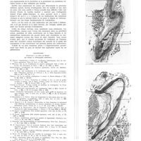 0803 - Page 799 - Travaux originaux. Un nouveau cas d'ossification de cicatrice opératoire. Par Robert-Didier / Bibliographie