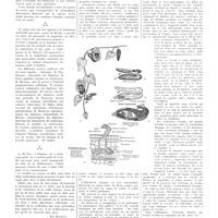 1445 - Page 1445 - Chroniques, variétés et informations. L'hôpital franco-musulman de Paris et du département de la Seine / L'Aristoloche et les moucherons