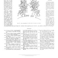 0451 - Page 447 - Travaux originaux. La trame primaire des poumons et la destination corticale de ses ramifications. Étude anatomique, radiologique et clinique. Par MM. R. Grandgérard... et R. Heim de Balsac... / Bibliographie